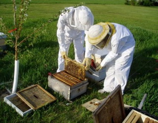 Бджолярів закликали створювати кластери для виходу на закордонні ринки